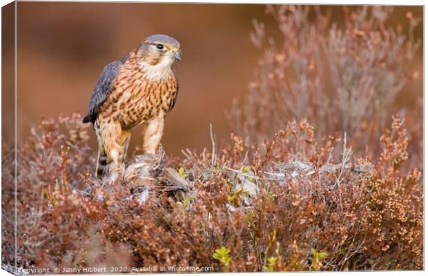 Merlin in the heather Canvas Print by Jenny Hibbert