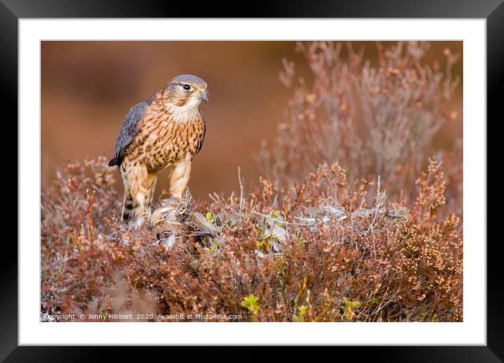 Merlin in the heather Framed Mounted Print by Jenny Hibbert