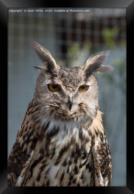 Eurasian Eagle Owl Framed Print by Kevin White