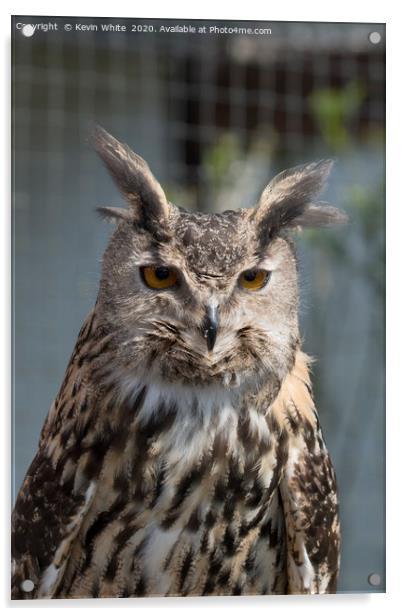 Eurasian Eagle Owl Acrylic by Kevin White