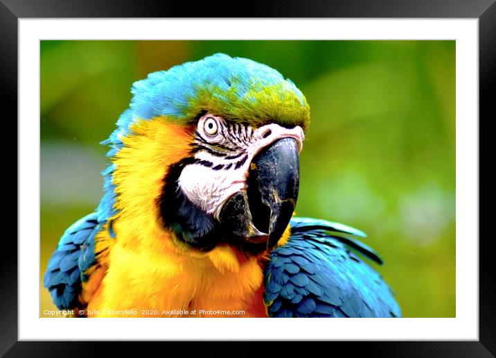 vibrant macaw parrot Framed Mounted Print by Julie Tattersfield