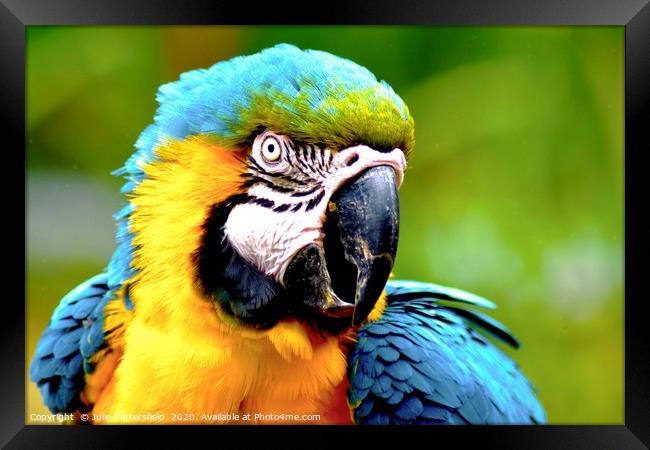 vibrant macaw parrot Framed Print by Julie Tattersfield