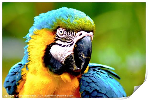 vibrant macaw parrot Print by Julie Tattersfield