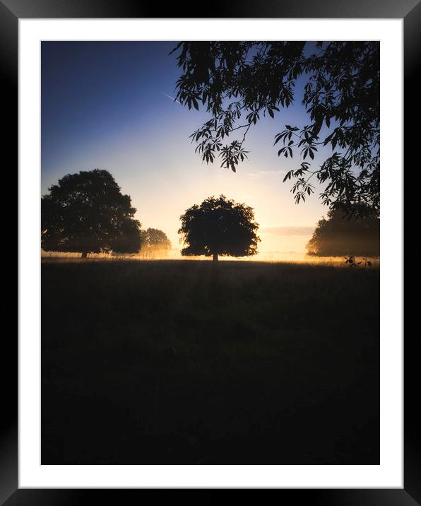 Sunrise in Bushy Park Framed Mounted Print by Jonathan Aloia
