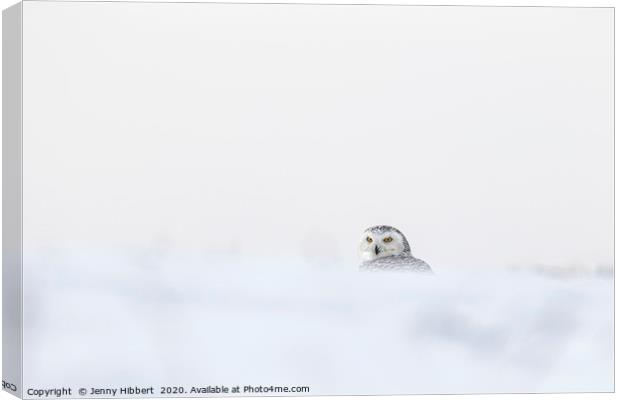 Snowy Owl in deep snow Canvas Print by Jenny Hibbert