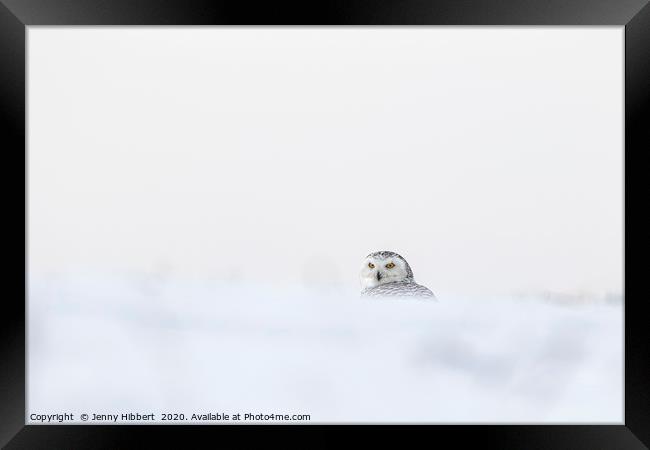 Snowy Owl in deep snow Framed Print by Jenny Hibbert