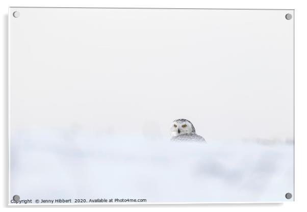 Snowy Owl in deep snow Acrylic by Jenny Hibbert
