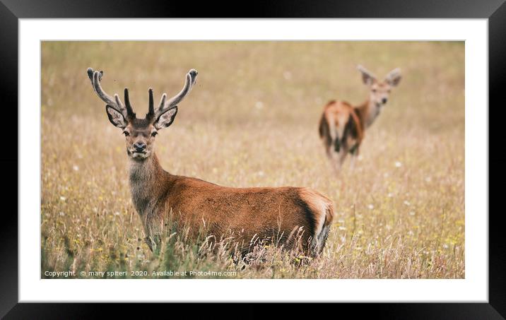 Stags in wildflower meadow Framed Mounted Print by mary spiteri