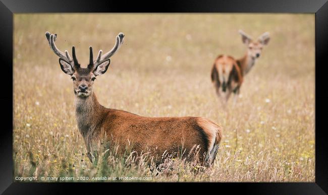 Stags in wildflower meadow Framed Print by mary spiteri
