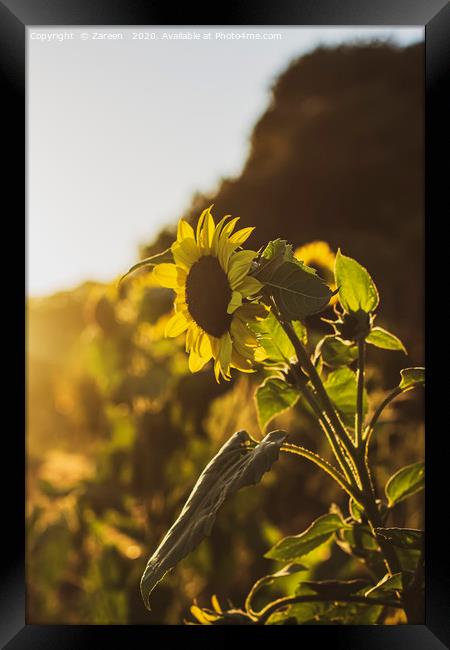 Bright Hazy Sunflower Framed Print by Zareen 