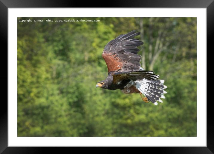 Harris Hawk Framed Mounted Print by Kevin White