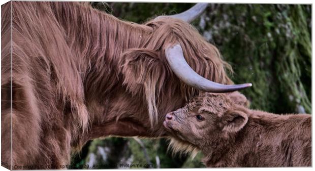 Highland Cow with Calf Canvas Print by mary spiteri