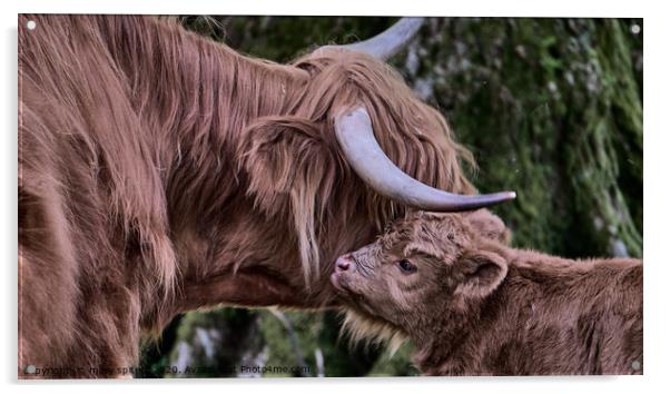 Highland Cow with Calf Acrylic by mary spiteri