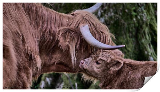 Highland Cow with Calf Print by mary spiteri