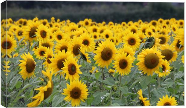 Beautiful display of summer sunflowers Canvas Print by Simon Marlow
