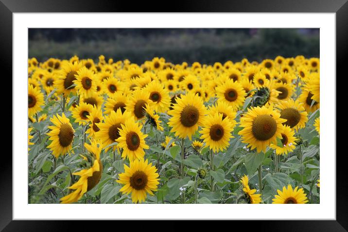 Beautiful display of summer sunflowers Framed Mounted Print by Simon Marlow