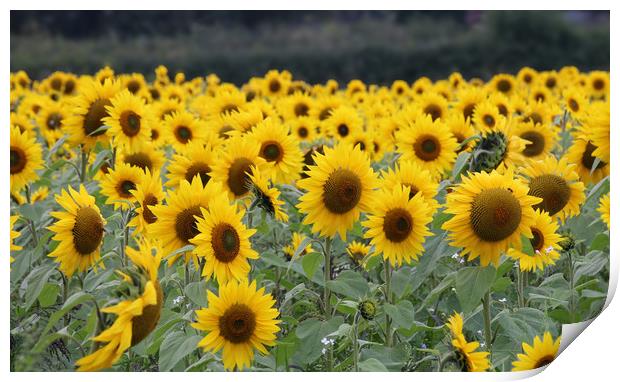 Beautiful display of summer sunflowers Print by Simon Marlow