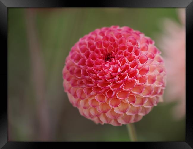 Vibrant Beauty of Dahlia Flower Framed Print by Simon Marlow