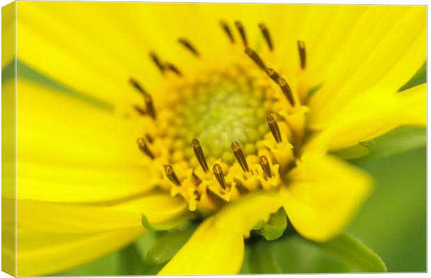 Vibrant Yellow Blossom Canvas Print by Simon Marlow