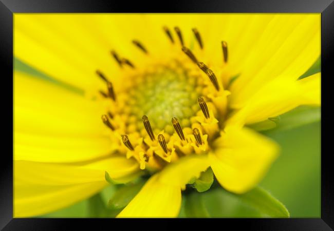 Vibrant Yellow Blossom Framed Print by Simon Marlow