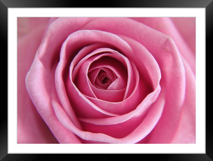 Close up of a Pink Rose Framed Mounted Print by Simon Marlow