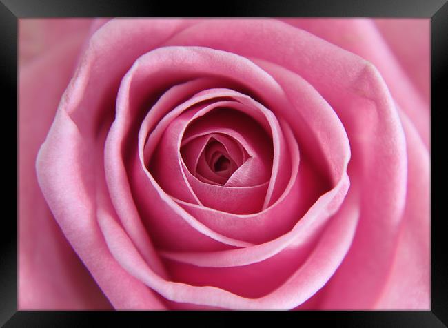 Close up of a Pink Rose Framed Print by Simon Marlow
