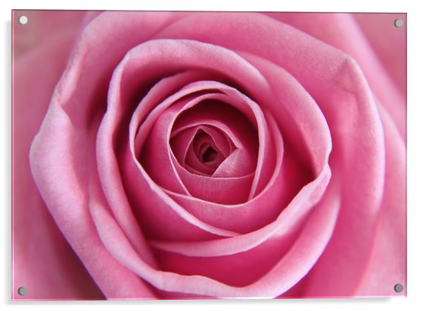 Close up of a Pink Rose Acrylic by Simon Marlow