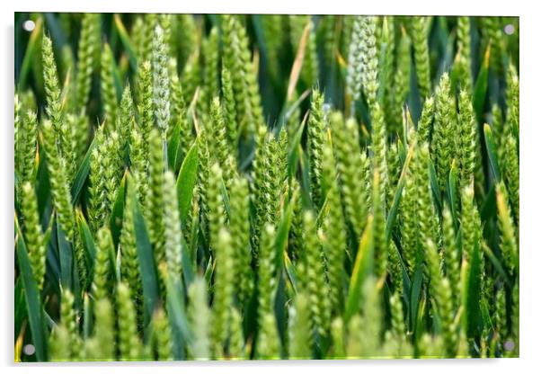 Summer wheat crop in a field Acrylic by Simon Marlow