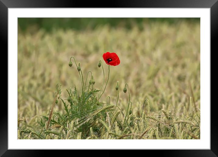 Vibrant Poppy in a Serene Field Framed Mounted Print by Simon Marlow