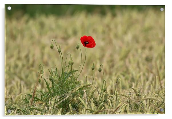 Vibrant Poppy in a Serene Field Acrylic by Simon Marlow