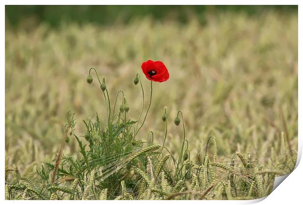 Vibrant Poppy in a Serene Field Print by Simon Marlow