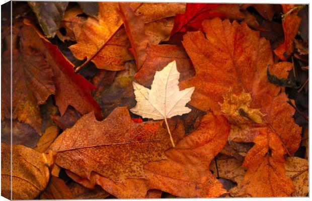 Autumn Leaves on the ground Canvas Print by Simon Marlow