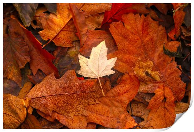 Autumn Leaves on the ground Print by Simon Marlow