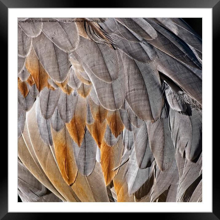 Sandhill Crane Feather Detail 1 Framed Mounted Print by Steven Ralser