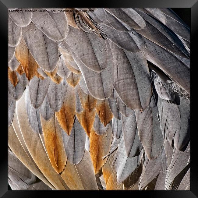 Sandhill Crane Feather Detail 1 Framed Print by Steven Ralser