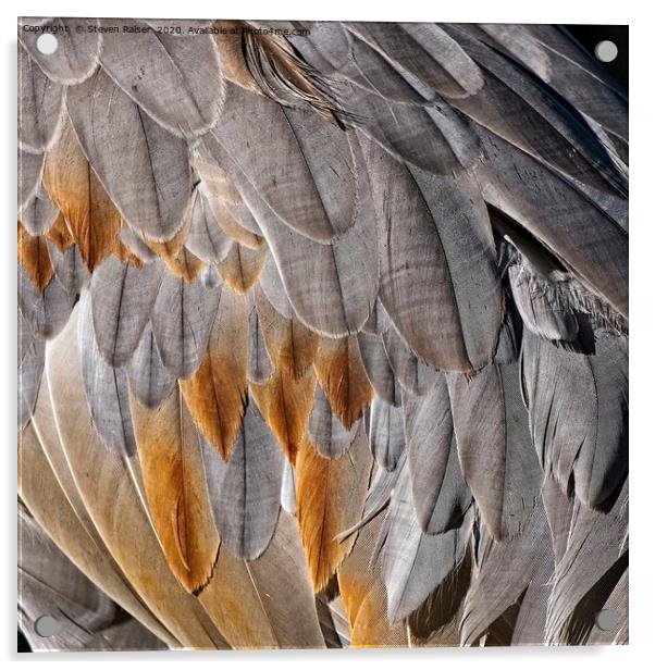Sandhill Crane Feather Detail 1 Acrylic by Steven Ralser