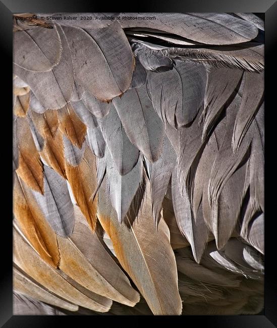 Sandhill Crane Feather Detail 2 Framed Print by Steven Ralser