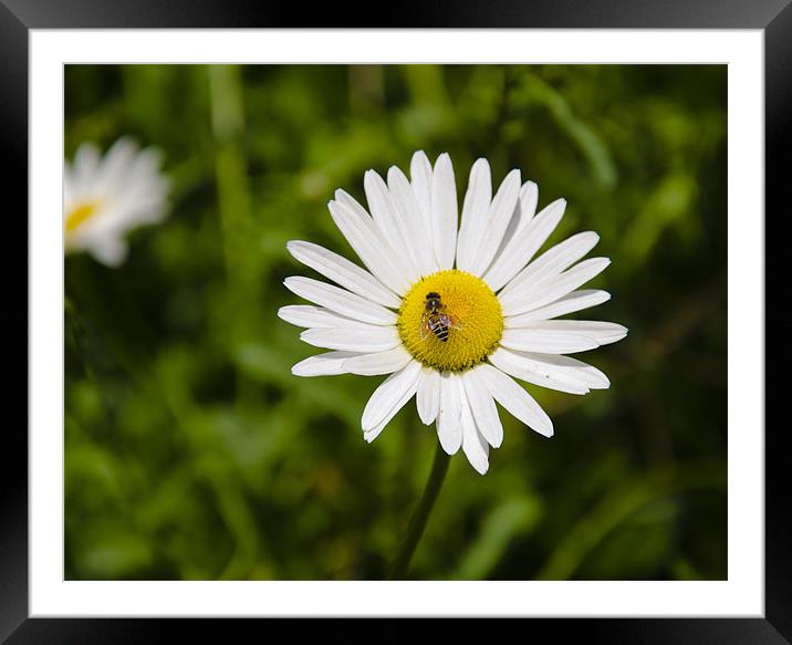 bee on flower Framed Mounted Print by Hassan Najmy