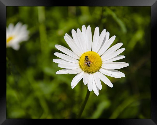 bee on flower Framed Print by Hassan Najmy