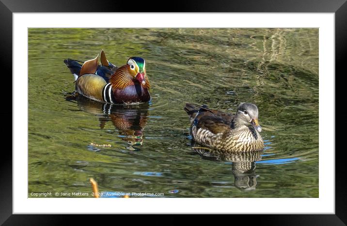 Mandarin Ducks Framed Mounted Print by Jane Metters