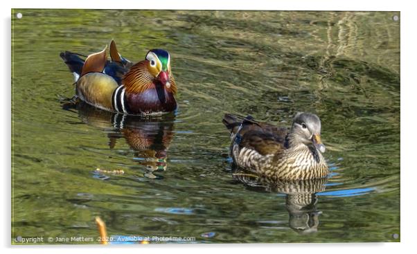 Mandarin Ducks Acrylic by Jane Metters