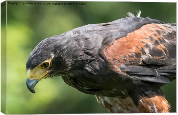 Harris Hawk close up Canvas Print by Kevin White