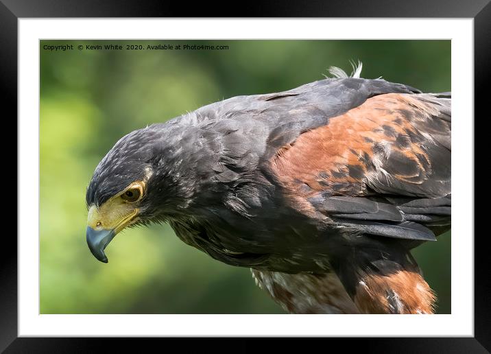 Harris Hawk close up Framed Mounted Print by Kevin White