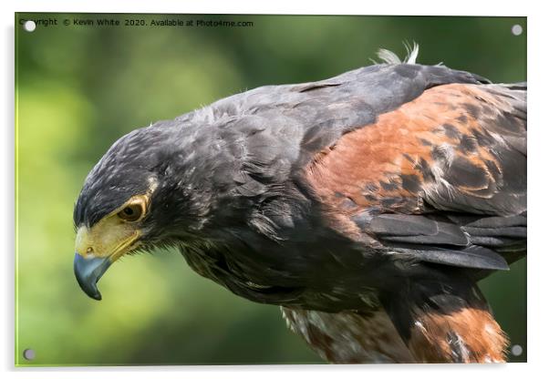 Harris Hawk close up Acrylic by Kevin White