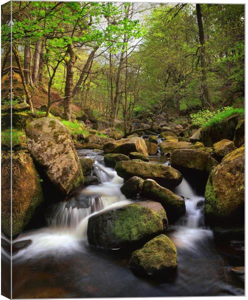 Spring in Padley Gorge Canvas Print by Darren Galpin