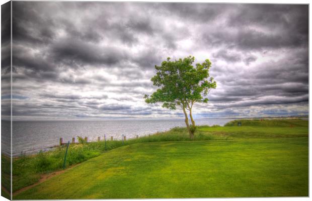  Alnmouth Golf Course Northumberland Coast  Canvas Print by David Thompson