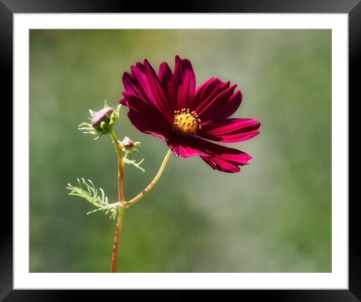 Beautiful single cosmos flower Framed Mounted Print by Simon Marlow