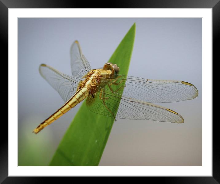 Beautiful Dragonfly from Vietnam Framed Mounted Print by Simon Marlow