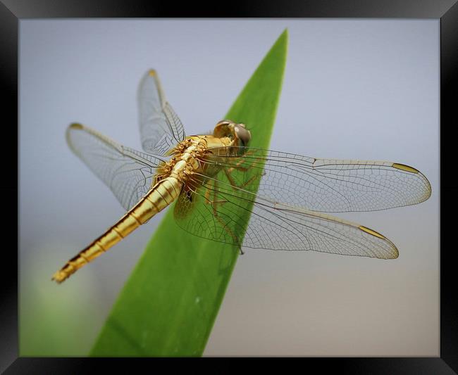 Beautiful Dragonfly from Vietnam Framed Print by Simon Marlow
