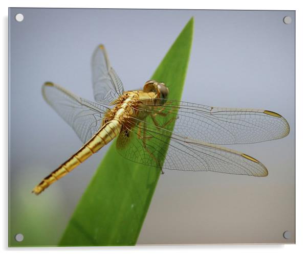 Beautiful Dragonfly from Vietnam Acrylic by Simon Marlow
